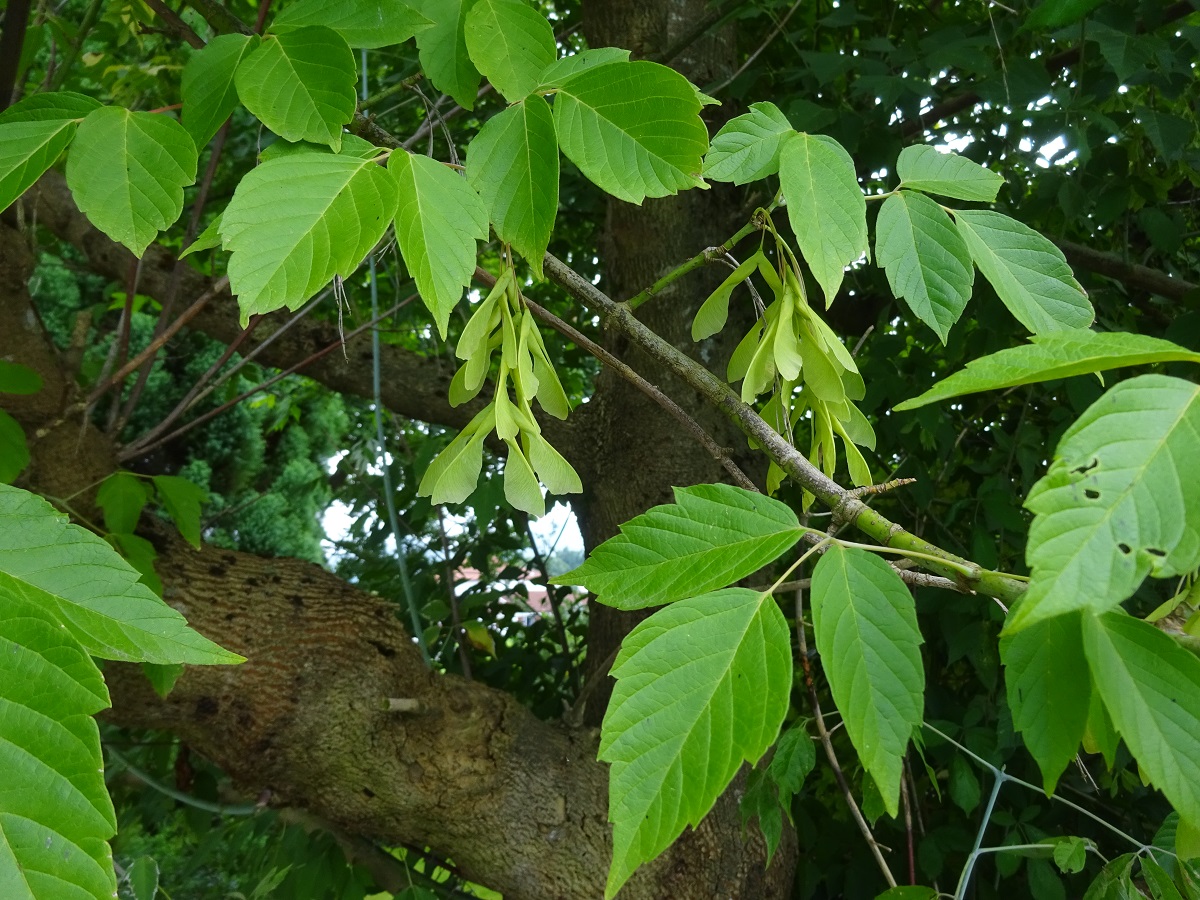Acer negundo (Sapindaceae)